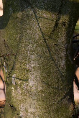 Fagus sylvatica 'Asplenifolia' - buk lesní - kůra